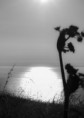 /album/wissant-sans-web-sans-net-juste-la-vie-a-wissant/fleur-contrejour-red-jpg/